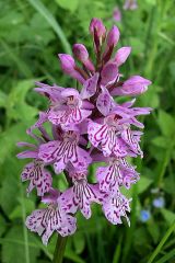 Dactylorhiza maculata (L.) Soò subsp. fuchsii (Druce) Hyl.