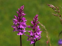 Dactylorhiza maculata (L.) Soò subsp. fuchsii (Druce) Hyl.