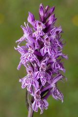 Dactylorhiza maculata (L.) Soò subsp. fuchsii (Druce) Hyl.