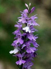 Dactylorhiza maculata (L.) Soò subsp. fuchsii (Druce) Hyl.