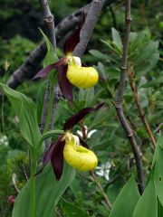 Cypripedium calceolus L.