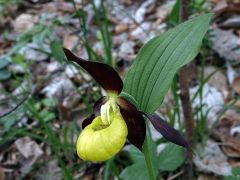 Cypripedium calceolus L.