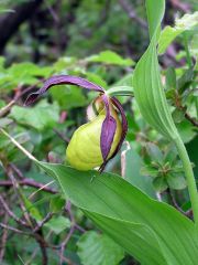 Cypripedium calceolus L.