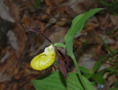 Cypripedium calceolus L.