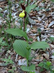 Cypripedium calceolus L.