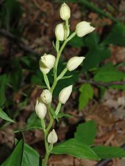 Cephalanthera damasonium (Miller) Druce