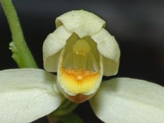Cephalanthera damasonium (Miller) Druce