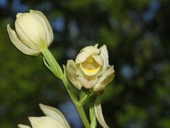 Cephalanthera damasonium (Miller) Druce