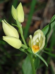 Cephalanthera damasonium (Miller) Druce