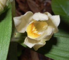 Cephalanthera damasonium (Miller) Druce