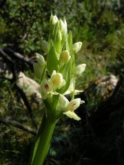 Dactylorhiza insularis (Sommier) Landwehr