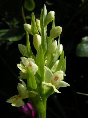 Dactylorhiza insularis (Sommier) Landwehr