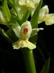 Dactylorhiza insularis (Sommier) Landwehr