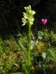 Dactylorhiza insularis (Sommier) Landwehr