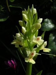 Dactylorhiza insularis (Sommier) Landwehr