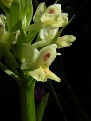 Dactylorhiza insularis (Sommier) Landwehr