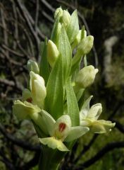 Dactylorhiza insularis (Sommier) Landwehr