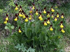 Cypripedium calceolus L.