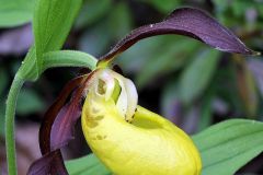 Cypripedium calceolus L.