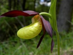 Cypripedium calceolus L.