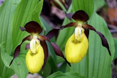 Cypripedium calceolus L.