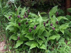 Cypripedium calceolus L.