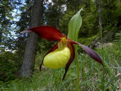 Cypripedium calceolus L.