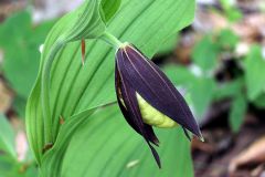 Cypripedium calceolus L.