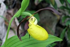 Cypripedium calceolus L.