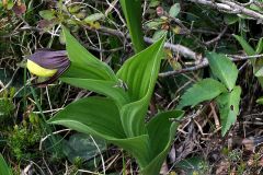 Cypripedium calceolus L.