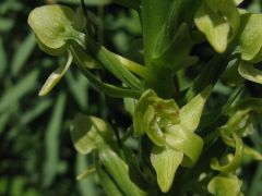 Platanthera algeriensis Batt. & Trab.