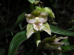 Epipactis helleborine (L.) Cranz subsp. tremolsii (Pau) E. K