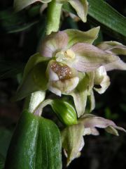 Epipactis helleborine (L.) Cranz subsp. tremolsii (Pau) E. K