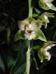 Epipactis helleborine (L.) Cranz subsp. tremolsii (Pau) E. K