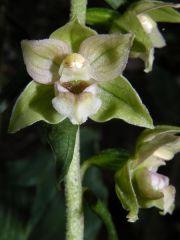 Epipactis helleborine (L.) Cranz subsp. tremolsii (Pau) E. K