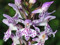 Dactylorhiza maculata (L.) subsp. saccifera (Br.) Dik.