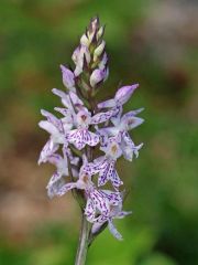 Dactylorhiza maculata (L.) subsp. saccifera (Br.) Dik.