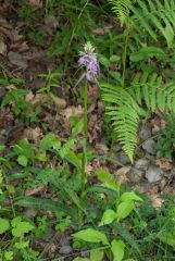 Dactylorhiza maculata (L.) subsp. saccifera (Br.) Dik.