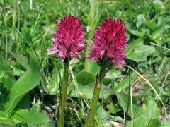 Nigritella rubra subsp. rubra (Wettst.) K. Richt.