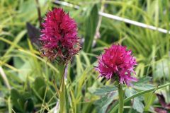 Nigritella rubra subsp. rubra (Wettst.) K. Richt.