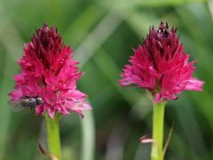 Nigritella rubra subsp. rubra (Wettst.) K. Richt.