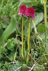 Nigritella rubra subsp. rubra (Wettst.) K. Richt.