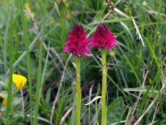 Nigritella rubra subsp. rubra (Wettst.) K. Richt.