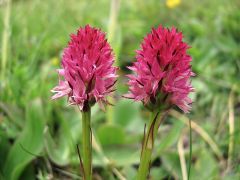 Nigritella rubra subsp. rubra (Wettst.) K. Richt.