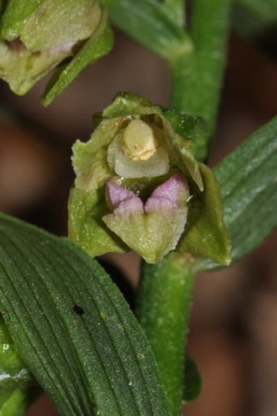 Epipactis persica subsp. gracilis (B. Baumann & H. Baumann) W. Rossi