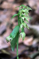 Epipactis persica subsp. gracilis (B. Baumann & H. Baumann) W. Rossi