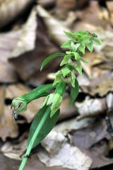 Epipactis persica subsp. gracilis (B. Baumann & H. Baumann) W. Rossi