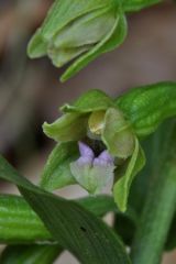 Epipactis persica subsp. gracilis (B. Baumann & H. Baumann) W. Rossi