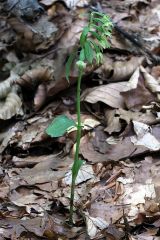 Epipactis persica subsp. gracilis (B. Baumann & H. Baumann) W. Rossi