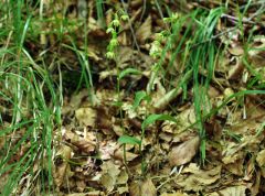 Epipactis persica subsp. gracilis (B. Baumann & H. Baumann) W. Rossi